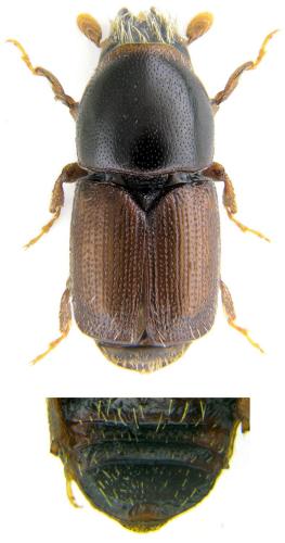 Réf. 170 260 : Scolytus pygmaeus