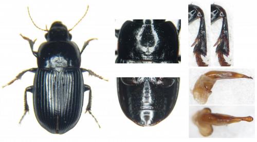 Réf. 170 653 : Harpalus froelichii