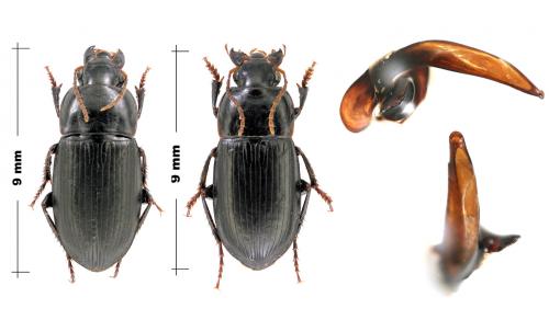 Réf. 170 629 : Harpalus serripes