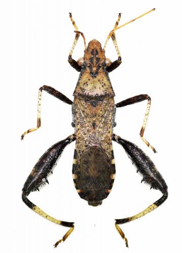 Heegeria tangirica