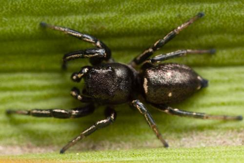 Réf. 170 542 : Heliophanus lineiventris
