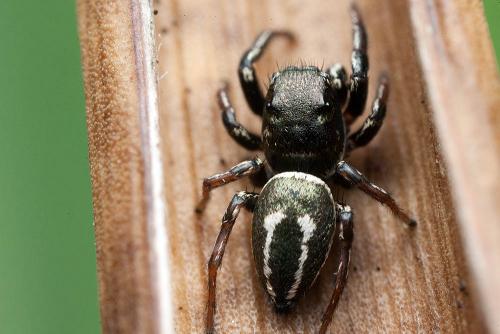 Réf. 170 543 : Heliophanus lineiventris