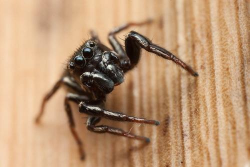 Réf. 170 544 : Heliophanus lineiventris