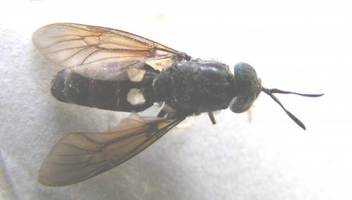 Hermetia illucens
