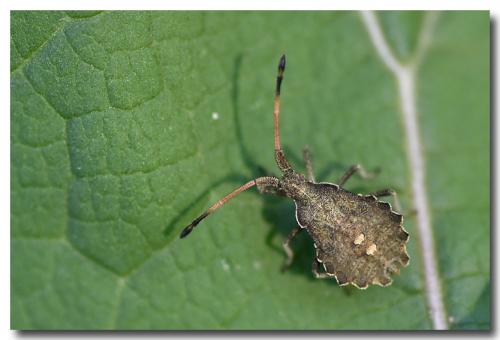 Réf. 170 709 : Enoplops scapha