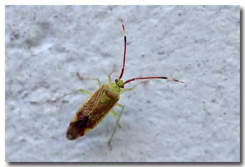 Pantilius tunicatus