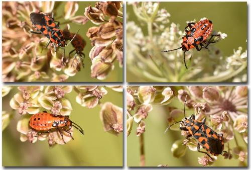 Réf. 170 386 : Spilostethus saxatilis