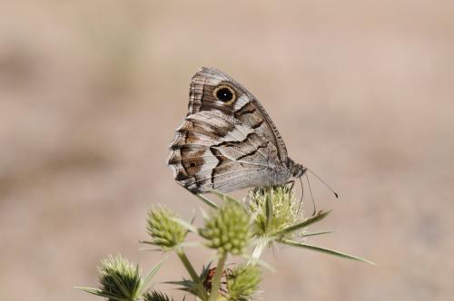 Réf. 170 288 : Hipparchia fidia
