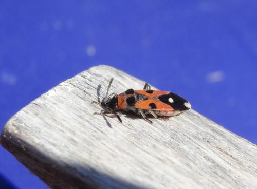Horvathiolus superbus