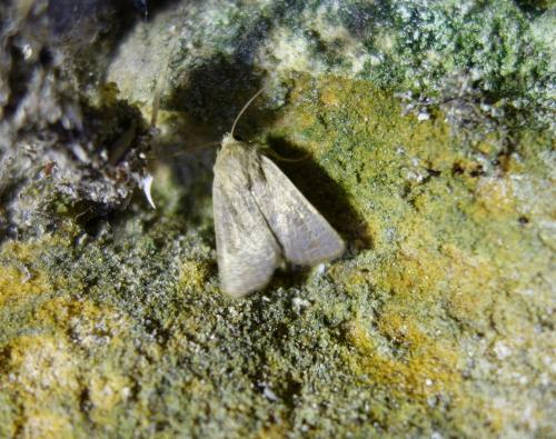 Réf. 170 447 : Hoplodrina sp.