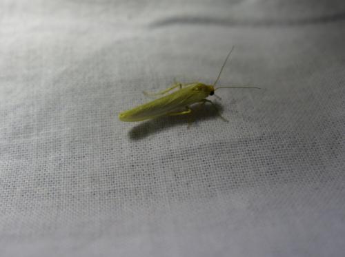Eilema sp.