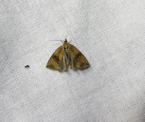 Réf. 170 445 : Celypha striana