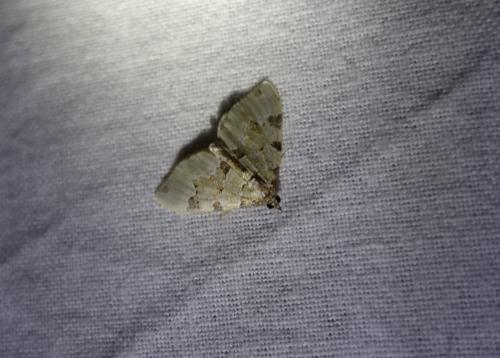 Colostygia pectinataria