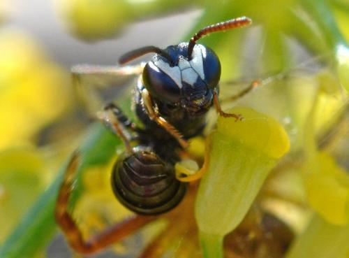 Réf. 170 958 : Hylaeus clypearis