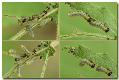 Réf. 170 789 : Pristiphora conjugata