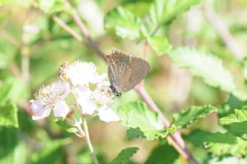 Réf. 170 359 : Satyrium ilicis