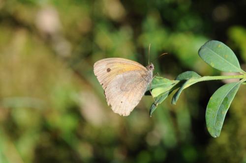 Maniola jurtina