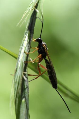 Réf. 170 290 : Lissonota lineolaris