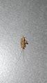 Ectobius sp.