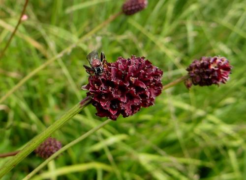 Réf. 170 721 : Neotypus melanocephalus