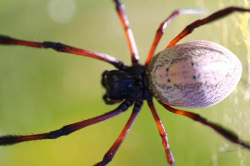 Réf. 170 688 : Trichonephila inaurata