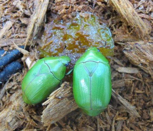 Anticheira virens