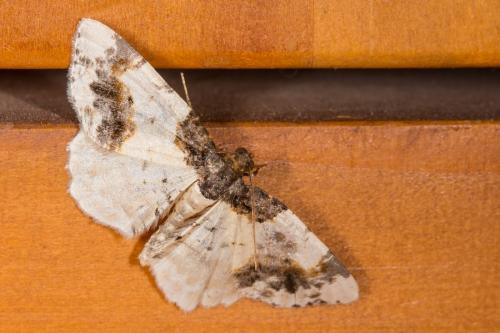 Réf. 170 634 : Ligdia adustata