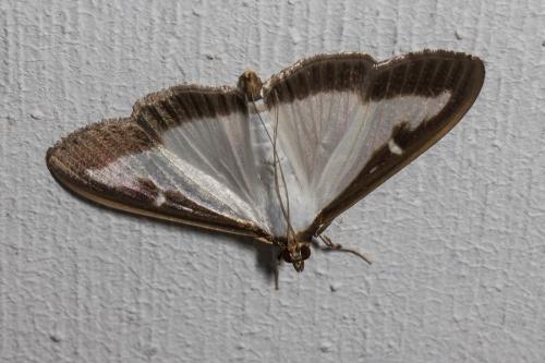 Cydalima perspectalis