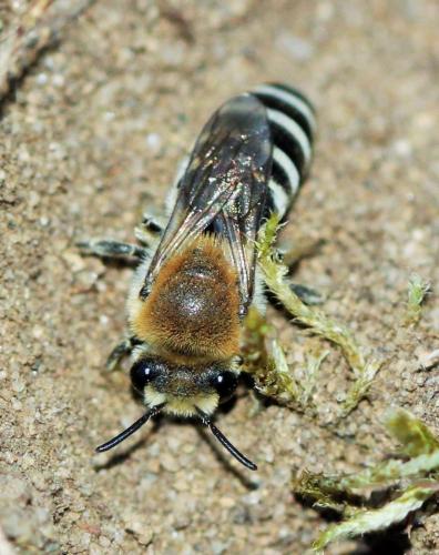Colletes sp.