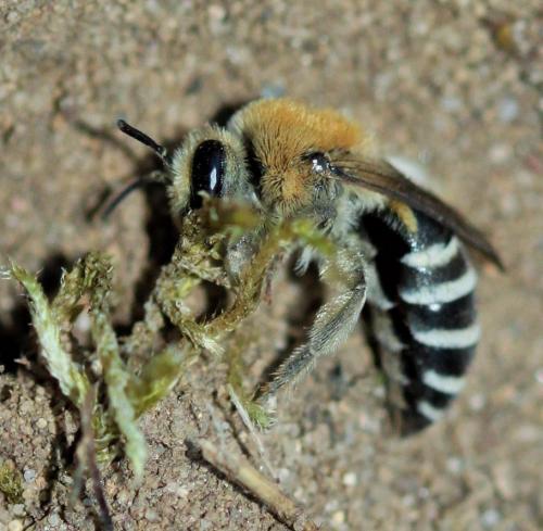 Colletes sp.
