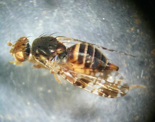 Tephritis sp.