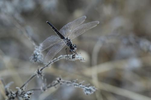 Selysiothemis nigra