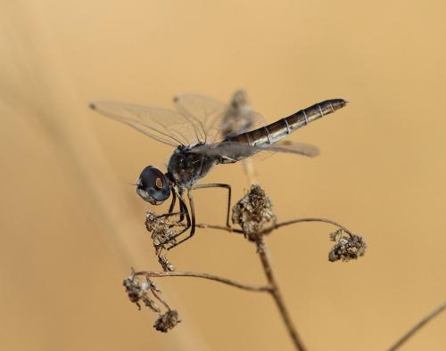 Selysiothemis nigra
