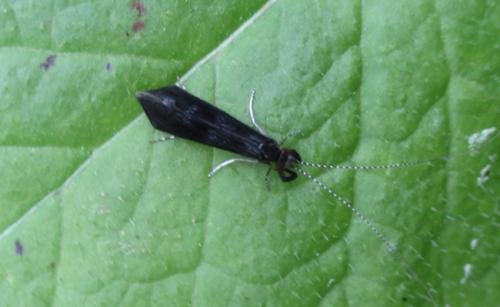 Réf. 170 790 : Mystacides sp.