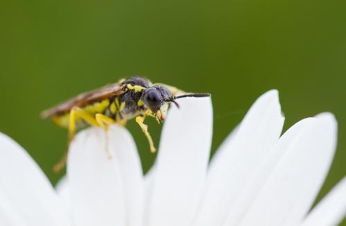 Tenthredo sp.
