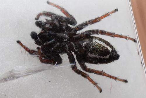 Réf. 170 904 : Heliophanus lineiventris