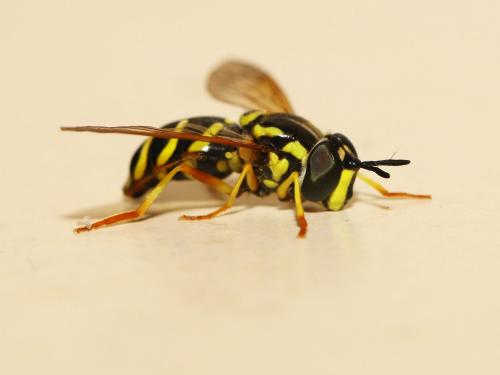 Réf. 170 089 : Chrysotoxum festivum