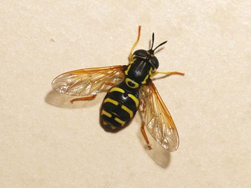 Réf. 170 088 : Chrysotoxum festivum