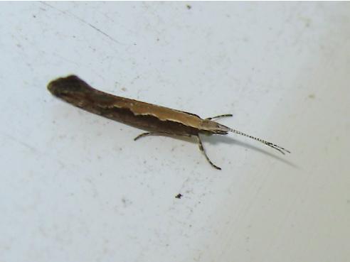 Réf. 170 031 : Plutella xylostella
