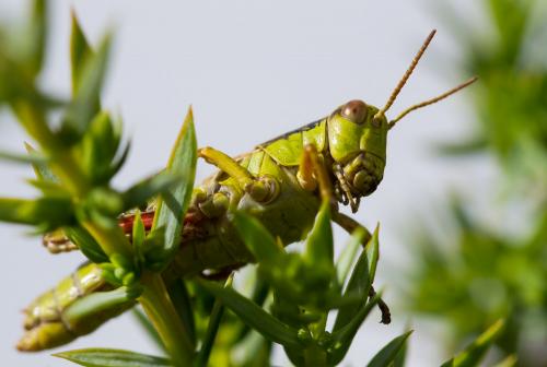 Miramella alpina subalpina