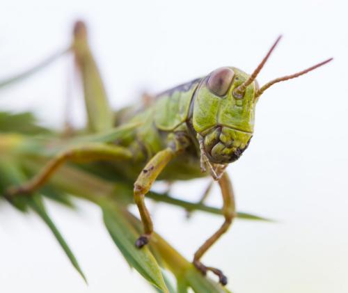 Miramella alpina subalpina