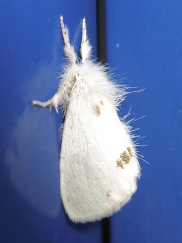 Euproctis similis