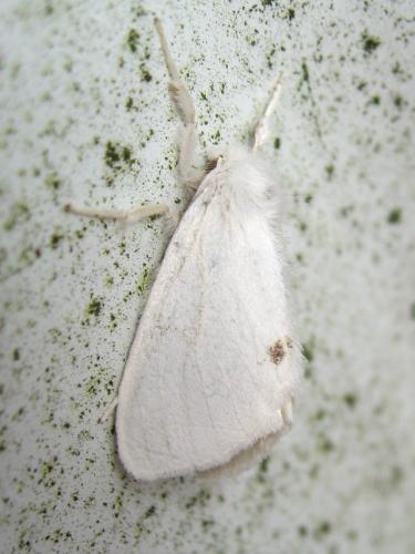 Euproctis similis