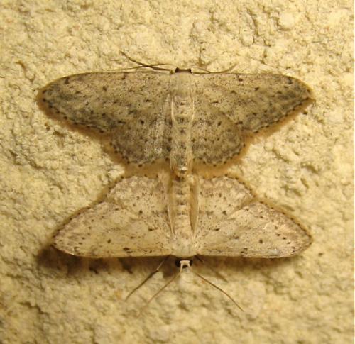Réf. 170 071 : Idaea seriata