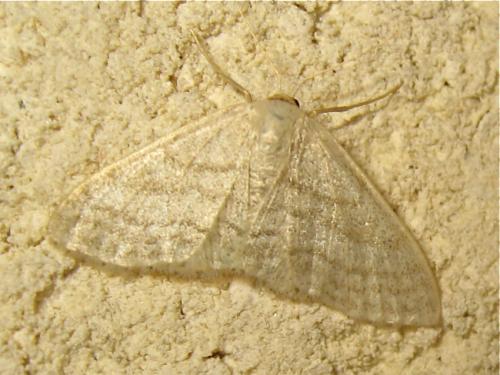Réf. 170 070 : Idaea subsericeata