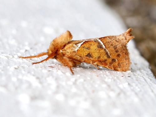 Triodia sylvina