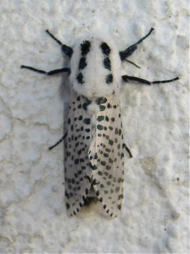 Réf. 170 063 : Zeuzera pyrina