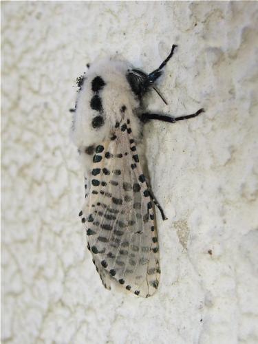 Réf. 170 062 : Zeuzera pyrina