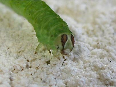 Lomographa temerata