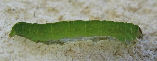 Lomographa temerata